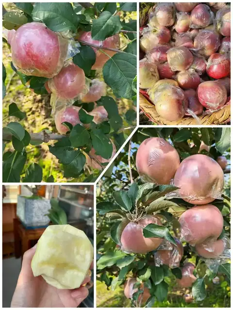 陕西红富士苹果成品实拍