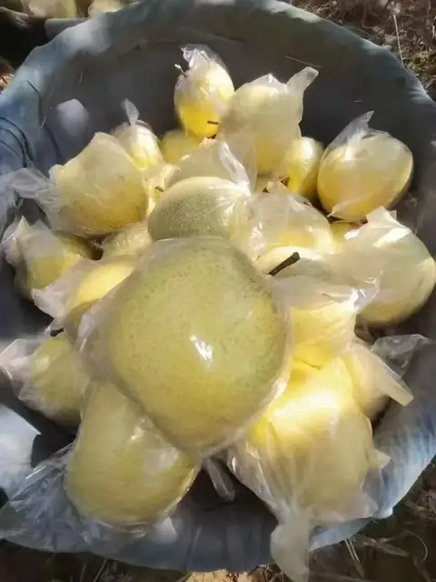 甜酥梨采摘实拍