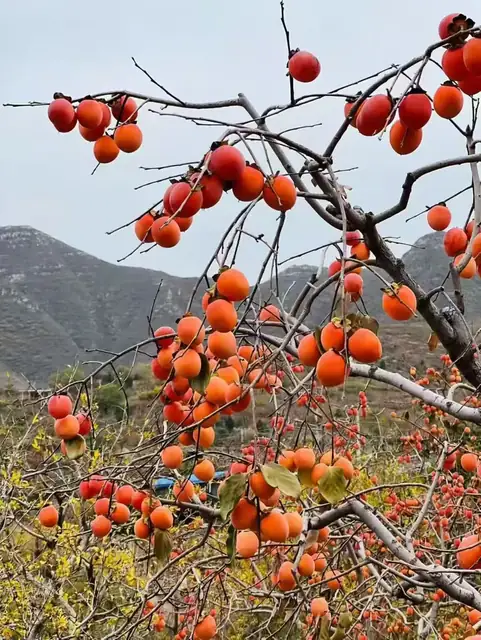 柿子挂树实拍